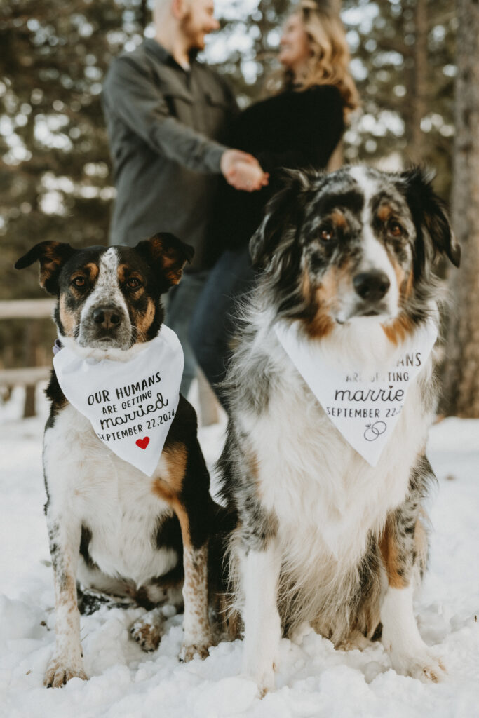 Outdoor Engagement in Colorado Couple Dogs with Save the Date Bandana | Julia Susanne Photography